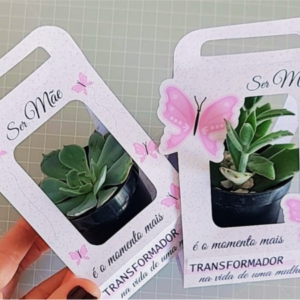 Porta Suculenta Dia Das Mães